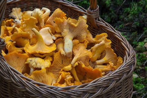 Boletus menu